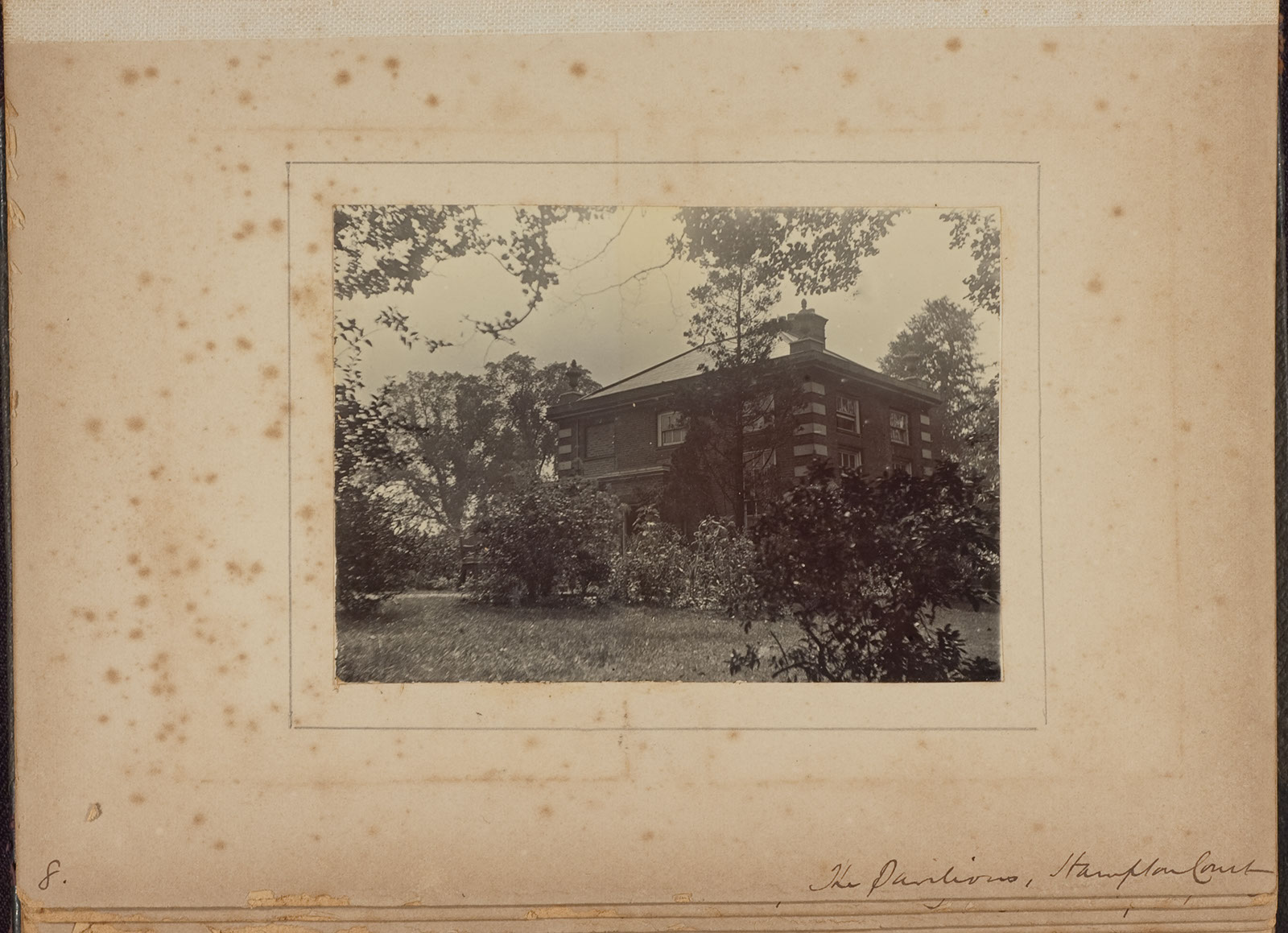 Albumen_08