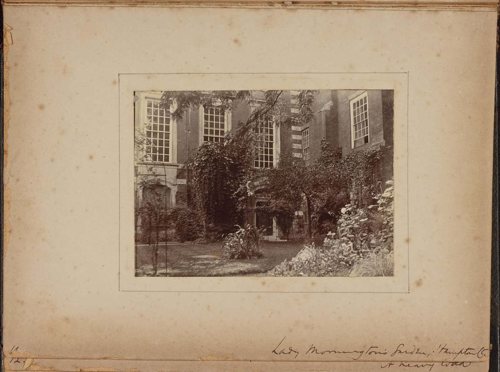Albumen_10