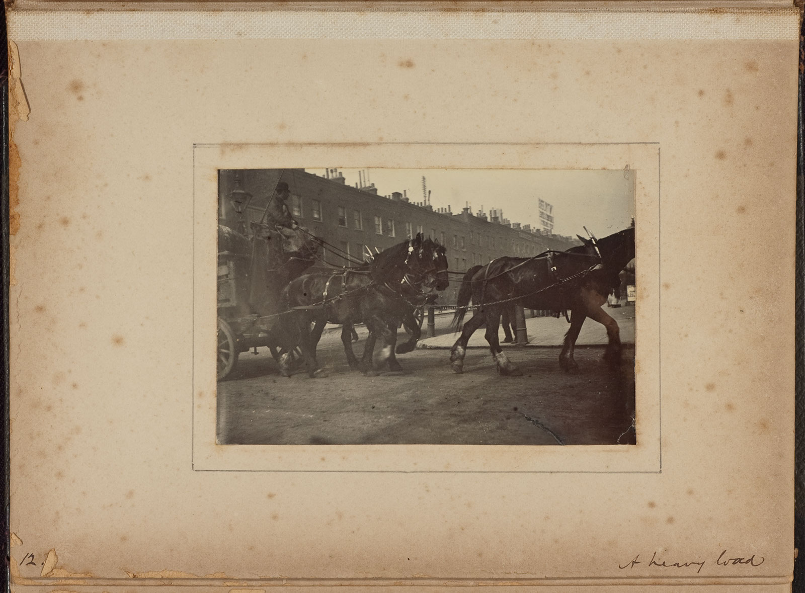 Albumen_12