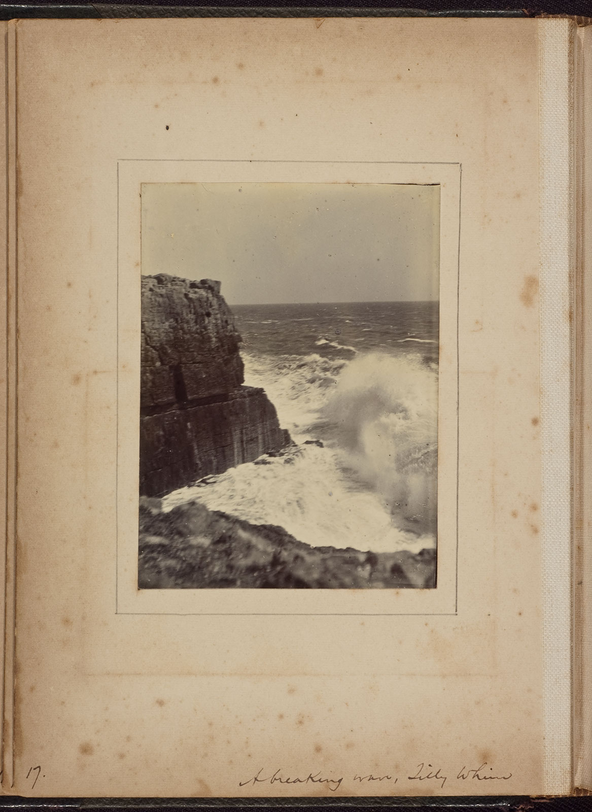 Albumen_17