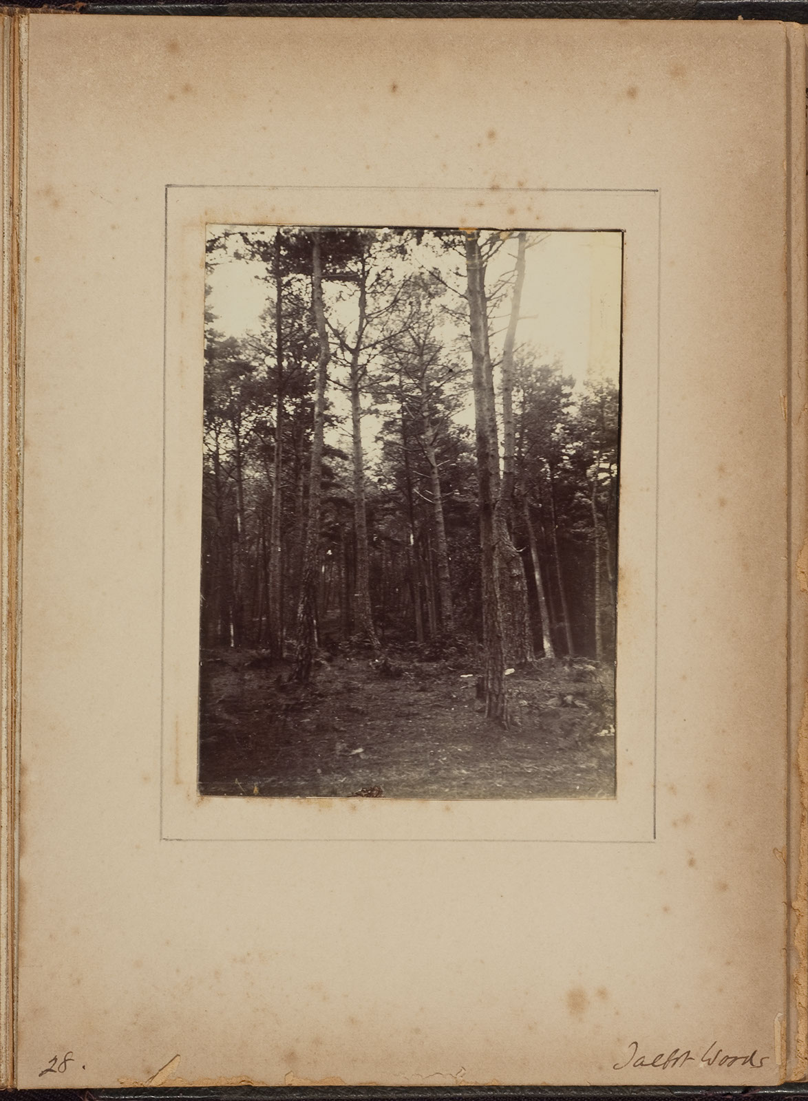 Albumen_28