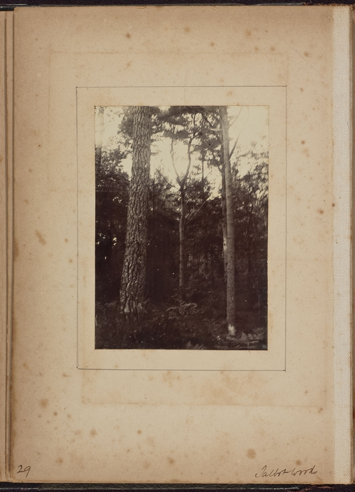 Albumen_29