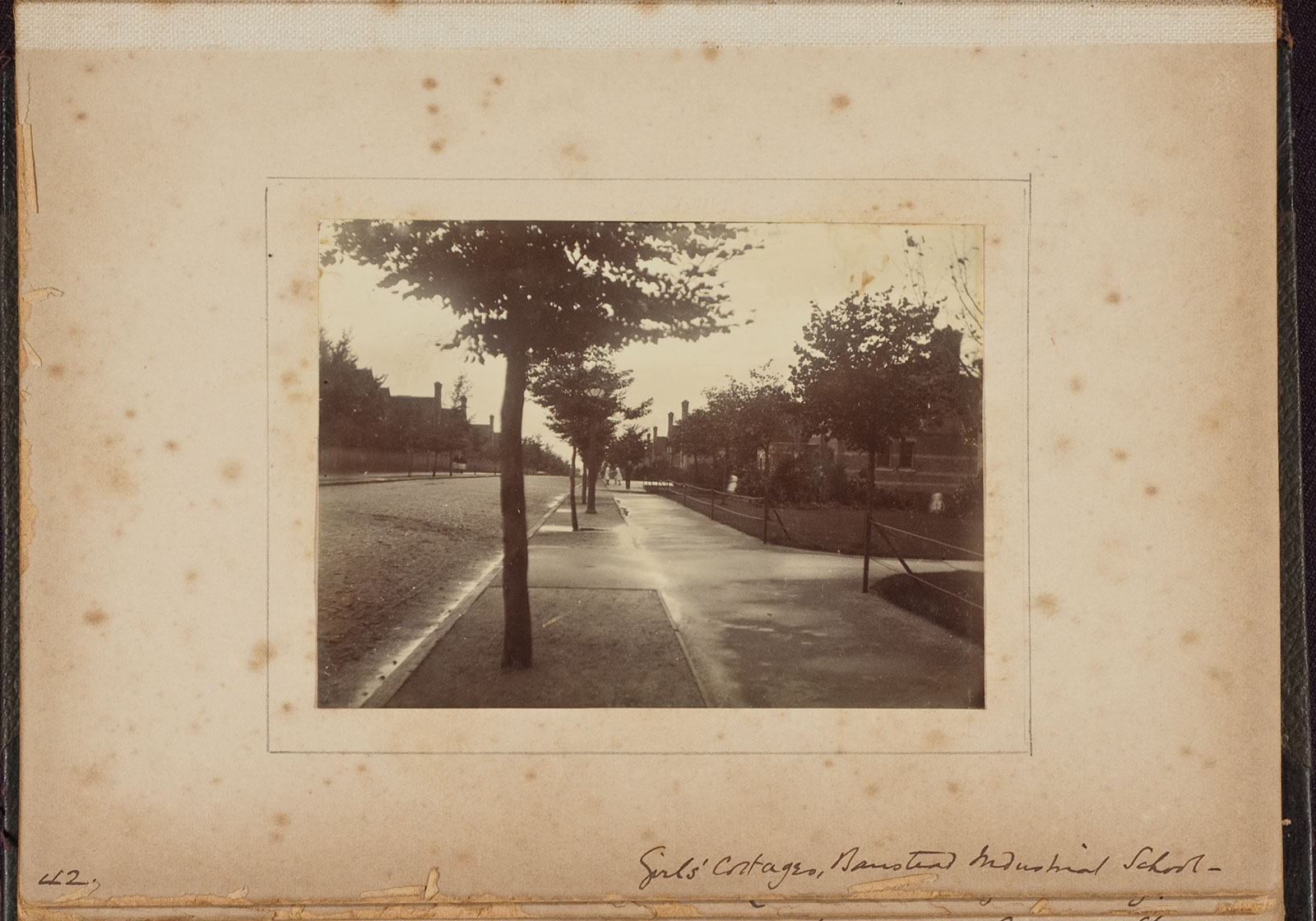Albumen_42