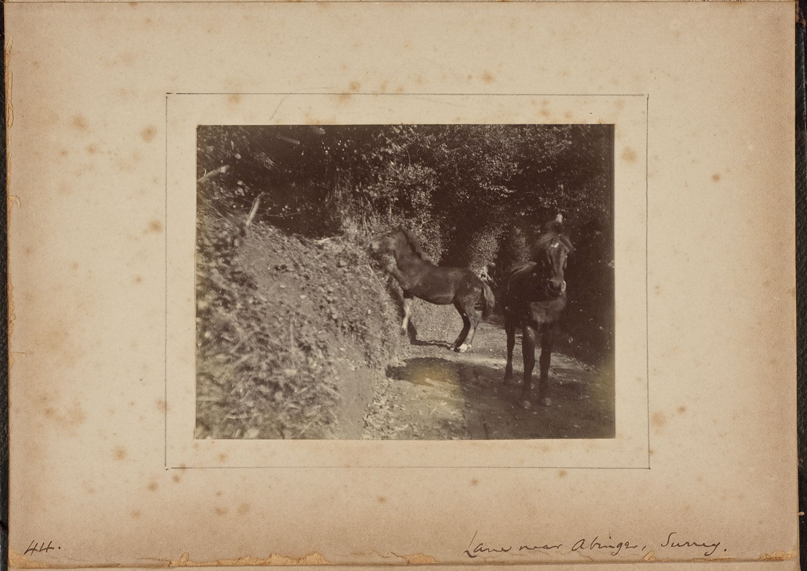 Albumen_44