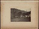 Albumen_12