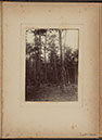 Albumen_28