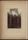 Albumen_29