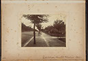 Albumen_42
