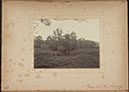 Albumen_43
